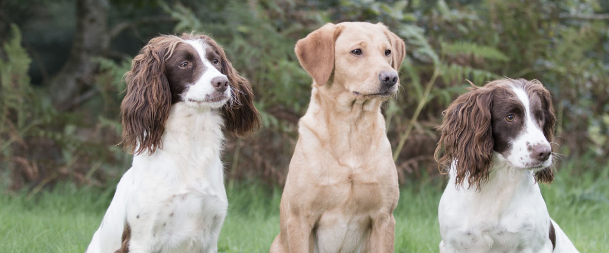 Housty Kennels