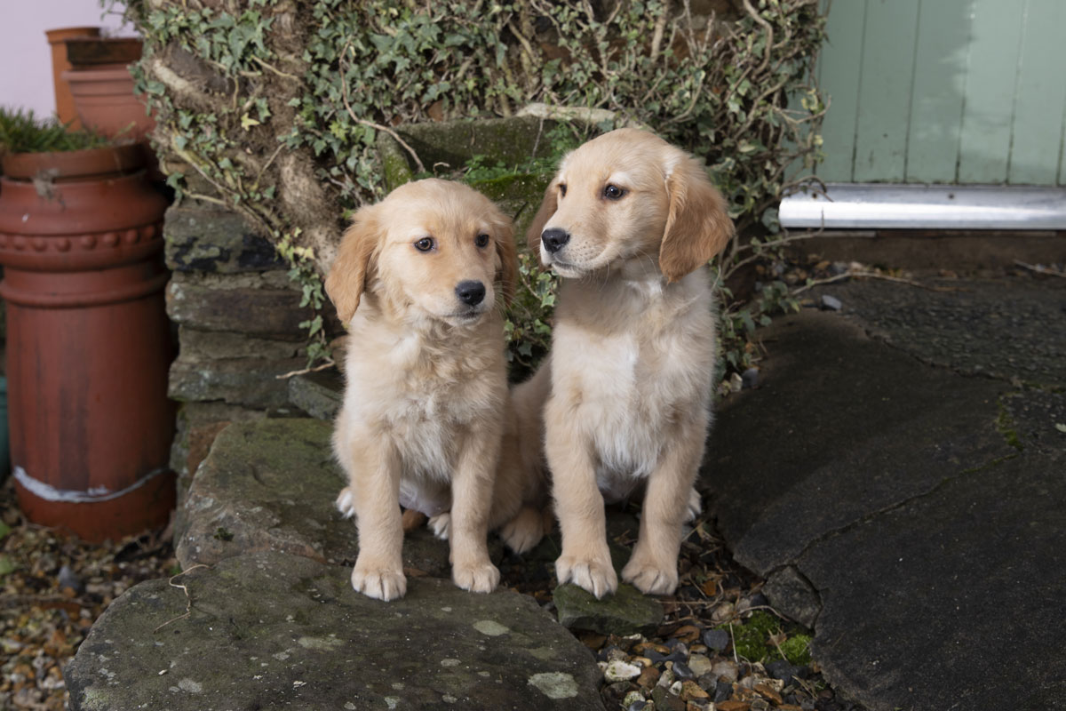 Pets Housty Kennels