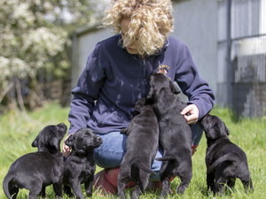 Housty Kennels