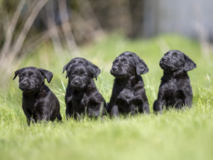 Housty Kennels