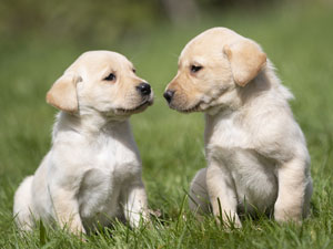Housty Kennels
