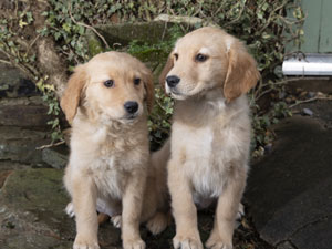 Housty Kennels
