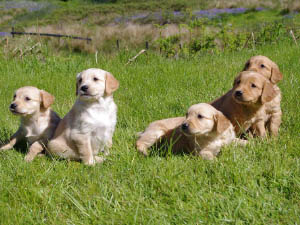 Housty Kennels