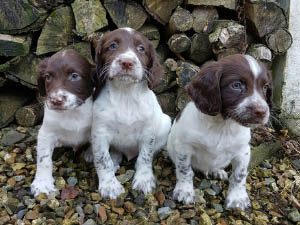 Housty Kennels