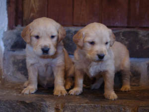 Housty Kennels