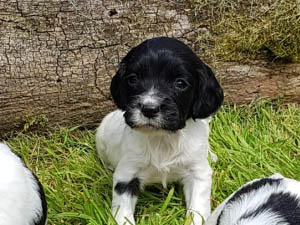 Housty Kennels