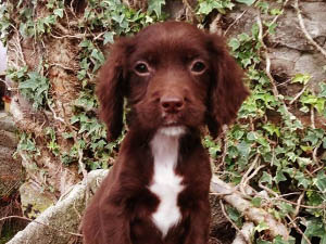 Housty Kennels