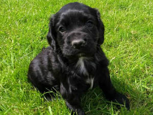Housty Kennels