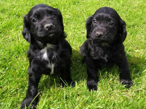 Housty Kennels