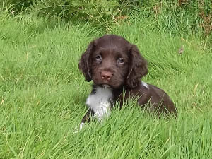 Housty Kennels