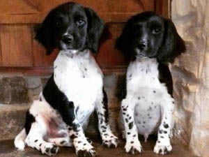 Housty Kennels