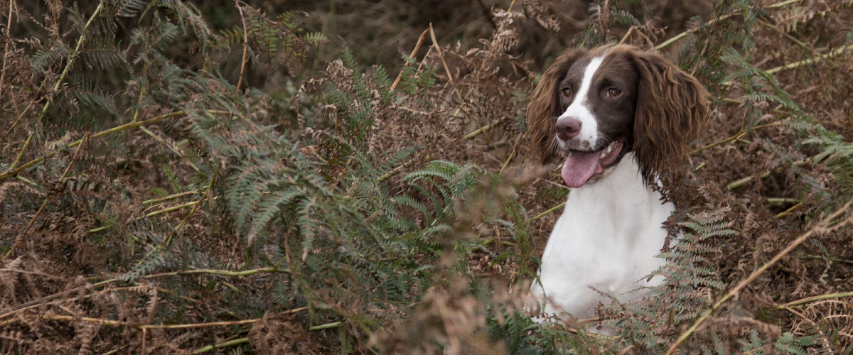 Housty Kennels