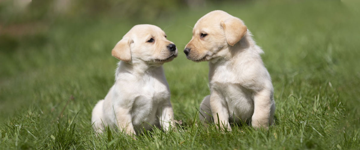 Housty Kennels